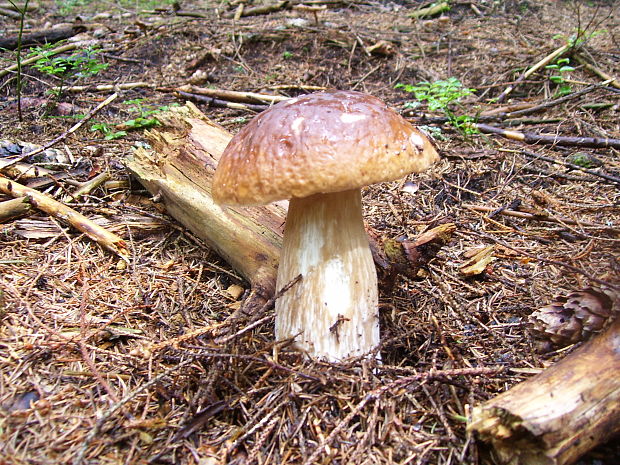 hríb smrekový Boletus edulis Bull.