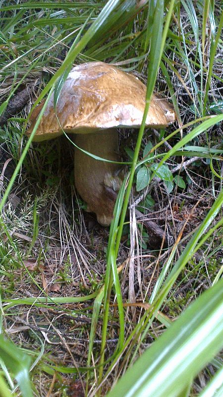 hríb smrekový Boletus edulis Bull.