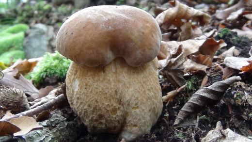 hríb smrekový Boletus edulis Bull.