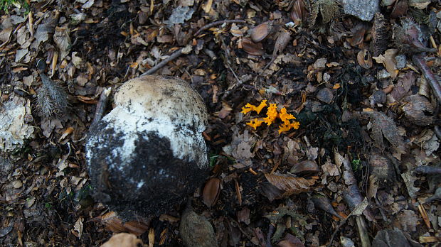 hríb smrekový Boletus edulis Bull.