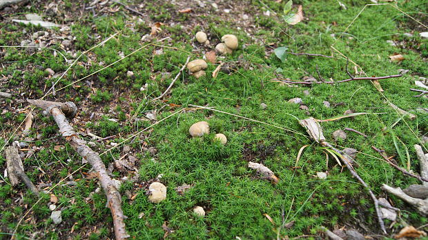 hríb smrekový Boletus edulis Bull.