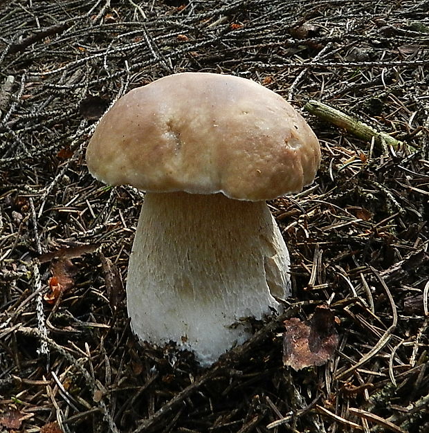 hríb smrekový Boletus edulis Bull.