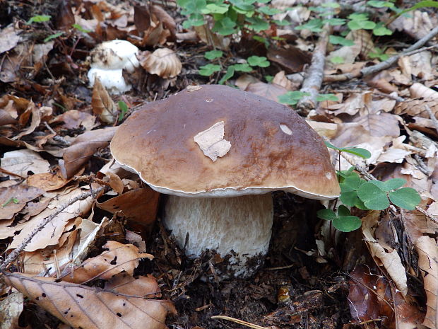 hríb smrekový Boletus edulis Bull.