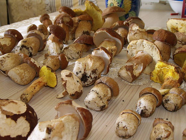 hríb dubový Boletus reticulatus Schaeff.