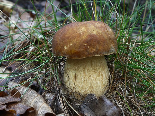 hríb dubový Boletus reticulatus Schaeff.