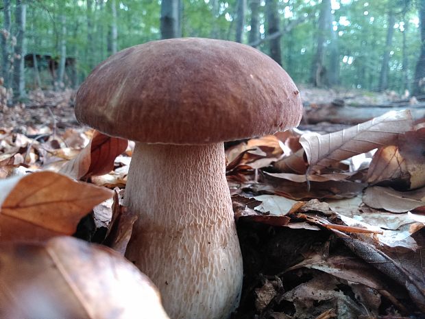 hríb dubový Boletus reticulatus Schaeff.