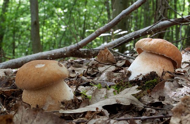 hríb dubový Boletus reticulatus Schaeff.