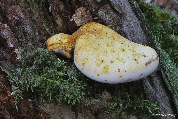 brezovník dubový Buglossoporus quercinus (Schrad.) Kotl. & Pouzar