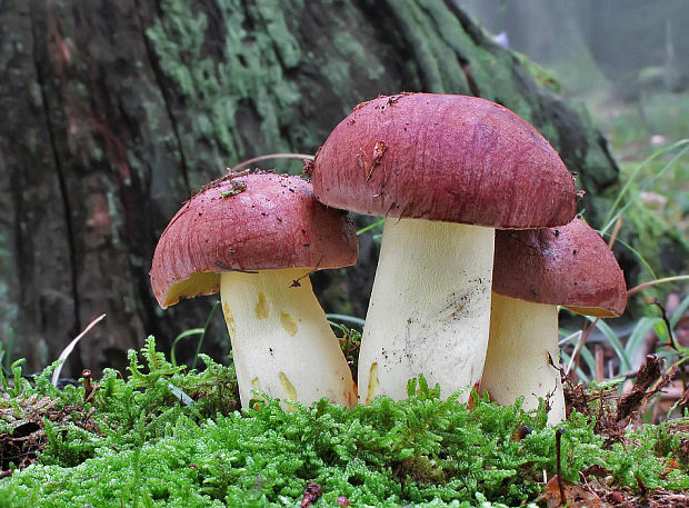 hríb príveskatý Butyriboletus appendiculatus (Schaeff. ex Fr.) Secr.