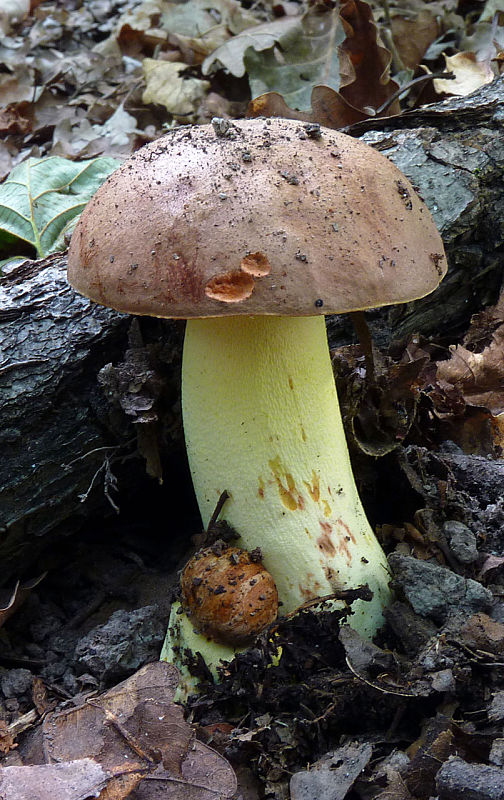 hríb príveskatý Butyriboletus appendiculatus (Schaeff. ex Fr.) Secr.