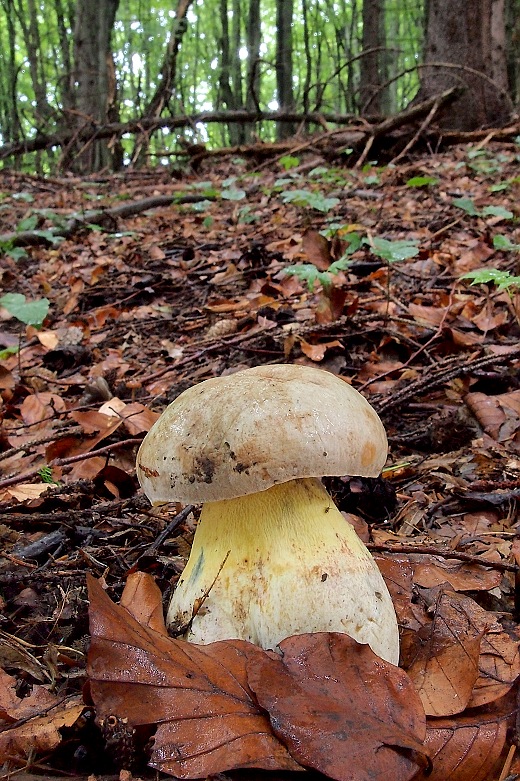 hríb striebristý Butyriboletus fechtneri (Velen.) D. Arora & J.L. Frank