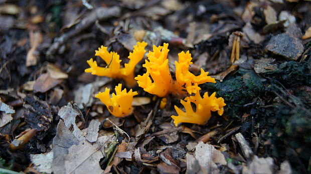 parôžkovec lepkavý Calocera viscosa (Pers.) Fr.