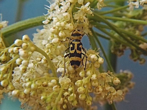 fuzáč Chlorophorus varius O.F. Müller, 1766