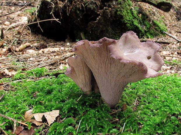 lievikovec kyjakovitý Gomphus clavatus (Pers.) Gray