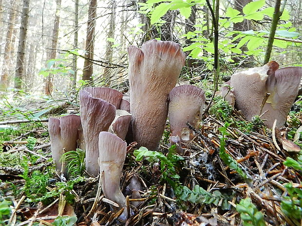 lievikovec kyjakovitý Gomphus clavatus (Pers.) Gray