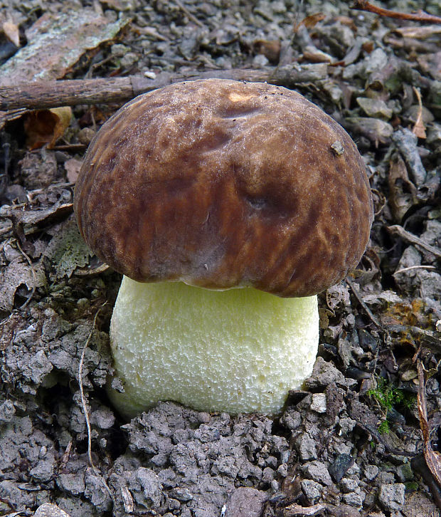 hríb jamkatý Hemileccinum depilatum (Redeuilh) Šutara