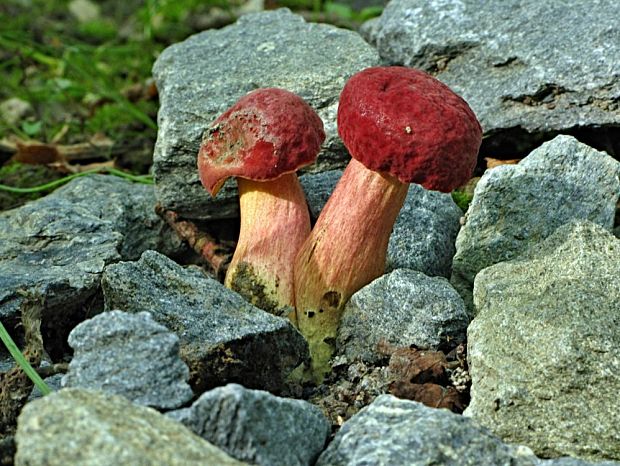 suchohríb karmínový-suchohřib červený Hortiboletus rubellus (Krombh.) Simonini, Vizzini & Gelardi