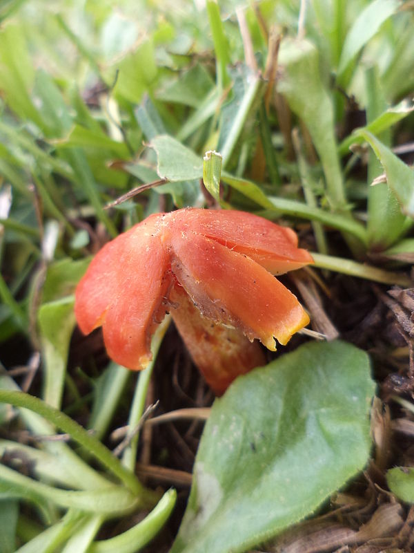 lúčnica Hygrocybe sp.