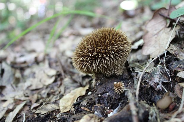 prášnica pichliačová Lycoperdon echinatum Pers.