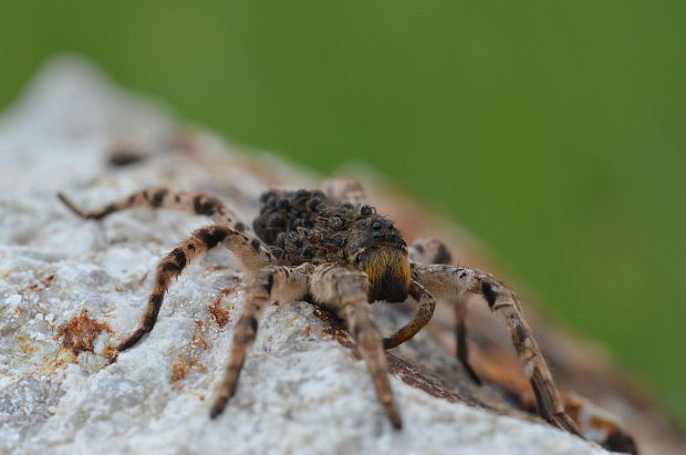 strehúň škvrnitý Lycosa singoriensis