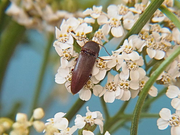 kováčik Melanotus ferrugineus Schwarz, 1891