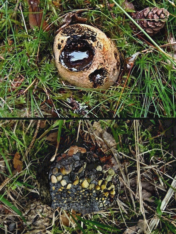 hráškovec obyčajný Pisolithus arhizus (Scop.) Rauschert