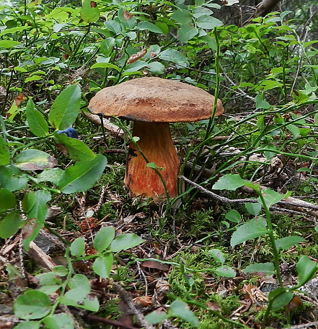 hríb zrnitohlúbikový Sutorius luridiformis (Rostk.) G. Wu & Zhu L. Yang