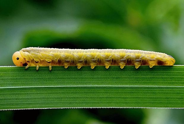 larva piliarky