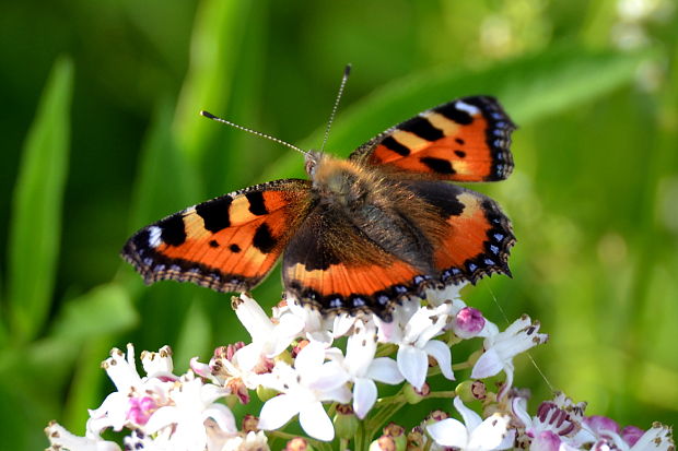 babôčka pŕhľavová Aglais urticae