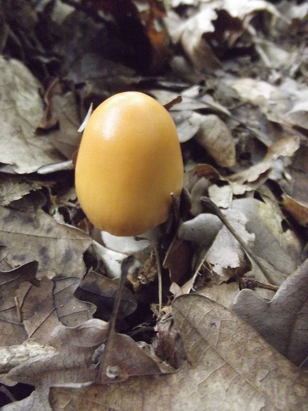 muchotrávka oranžová Amanita crocea (Quél.) Singer