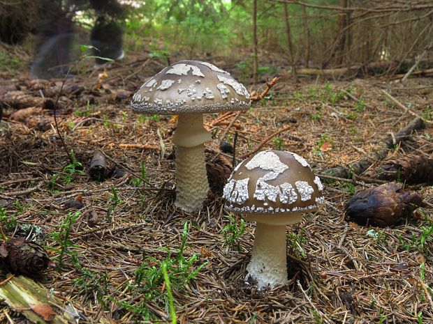 muchotrávka hrubá Amanita excelsa (Fr.) Bertill.