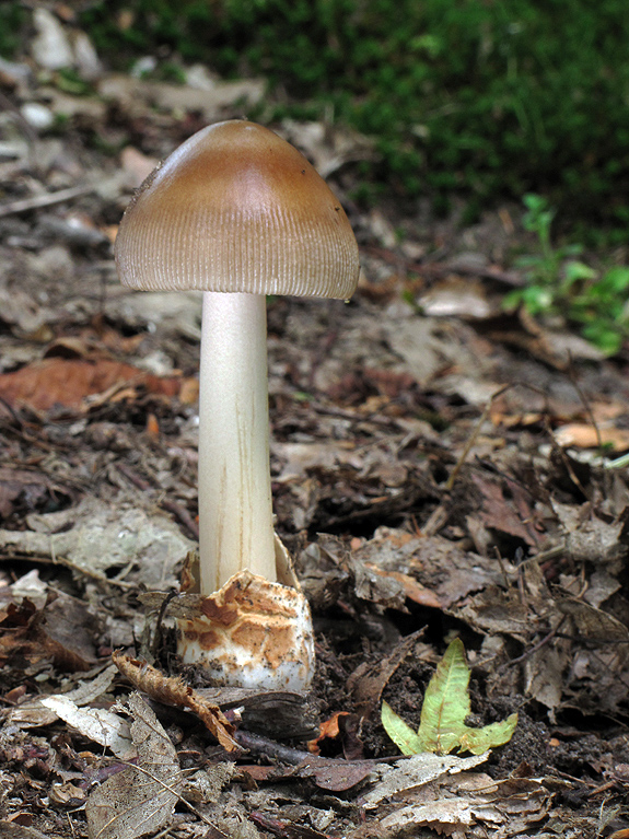 muchotrávka plavohnedá Amanita fulva Fr.