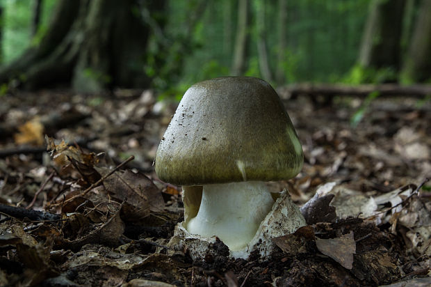 muchotrávka zelená Amanita phalloides (Vaill. ex Fr.) Link