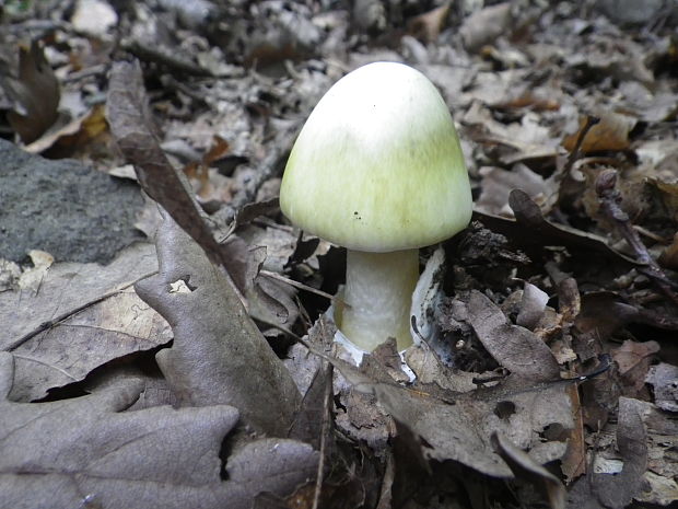 muchotrávka zelená Amanita phalloides (Vaill. ex Fr.) Link