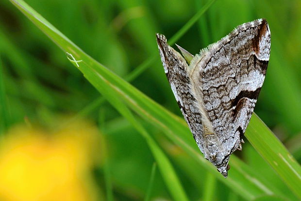 piadivka ľubovníková Aplocera praeformata