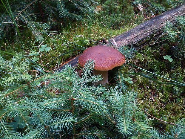 hríb smrekový Boletus edulis var. arenarius H. Engel, Krieglst. & Dermek 1983