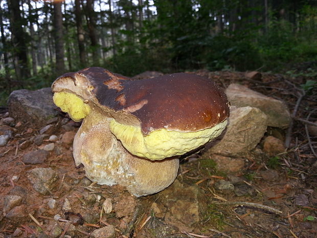 hríb smrekový Boletus edulis Bull.