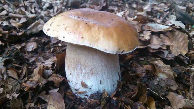 hríb smrekový Boletus edulis Bull.