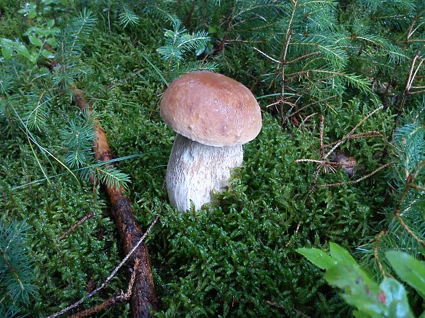 hríb smrekový Boletus edulis Bull.