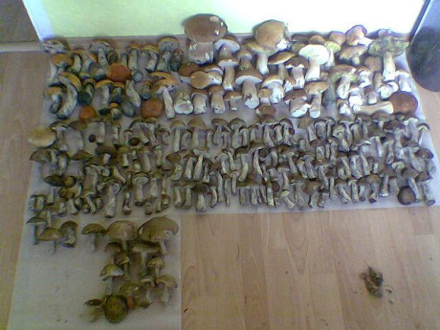 hríb dubový Boletus reticulatus Schaeff.