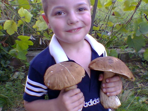 hríb dubový Boletus reticulatus Schaeff.