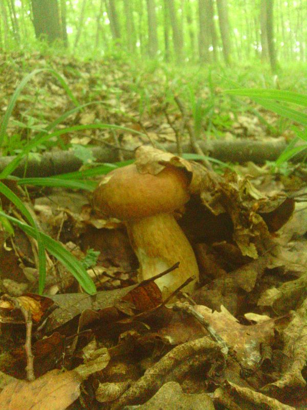 hríb dubový Boletus reticulatus Schaeff.