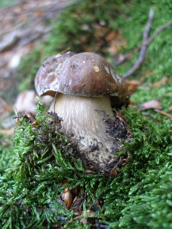 hríb dubový Boletus reticulatus Schaeff.