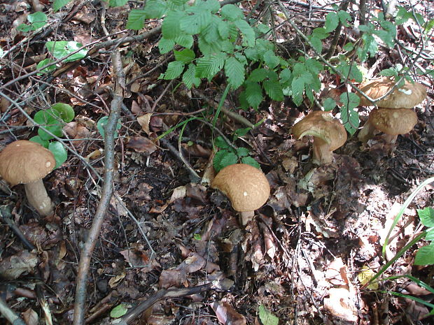 hríb dubový Boletus reticulatus Schaeff.