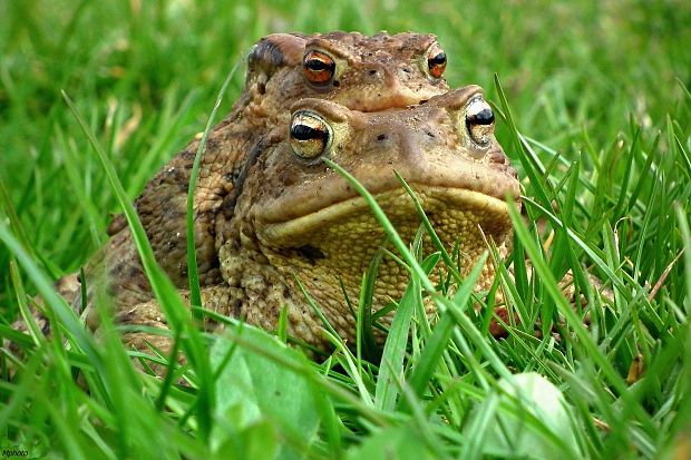 ropucha obyčajná Bufo bufo