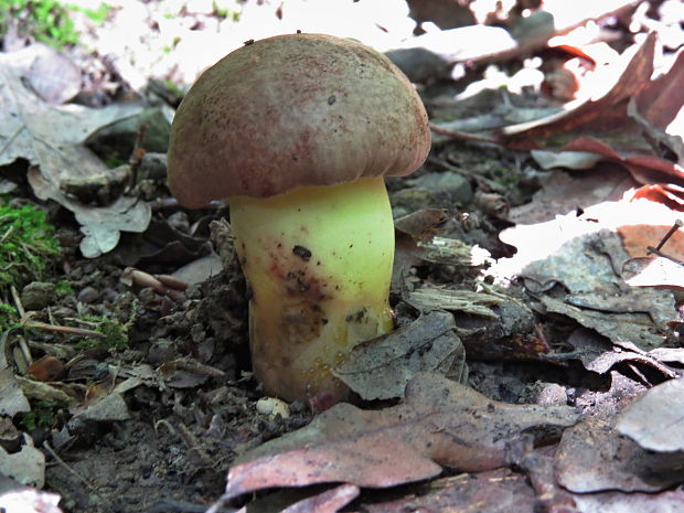 hríb príveskatý Butyriboletus appendiculatus (Schaeff. ex Fr.) Secr.