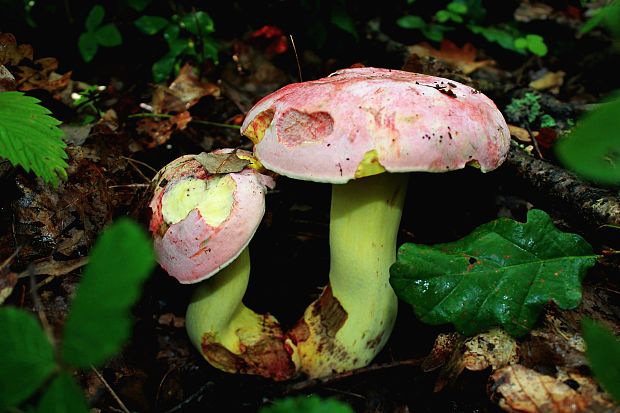 hríb kráľovský Butyriboletus regius (Krombh.) D. Arora & J.L. Frank