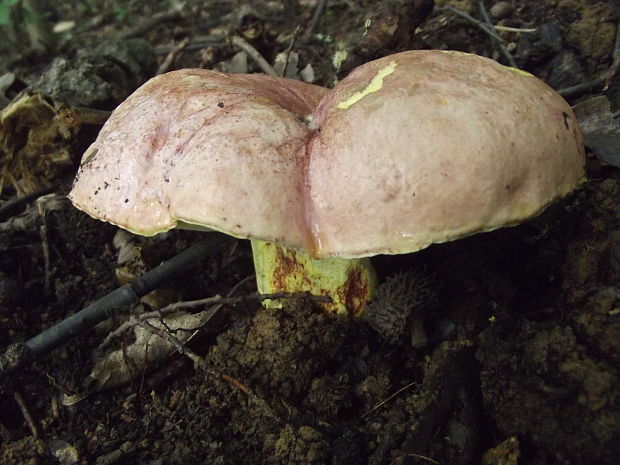 hríb kráľovský Butyriboletus regius (Krombh.) D. Arora & J.L. Frank