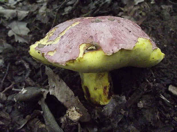 hríb kráľovský Butyriboletus regius (Krombh.) D. Arora & J.L. Frank