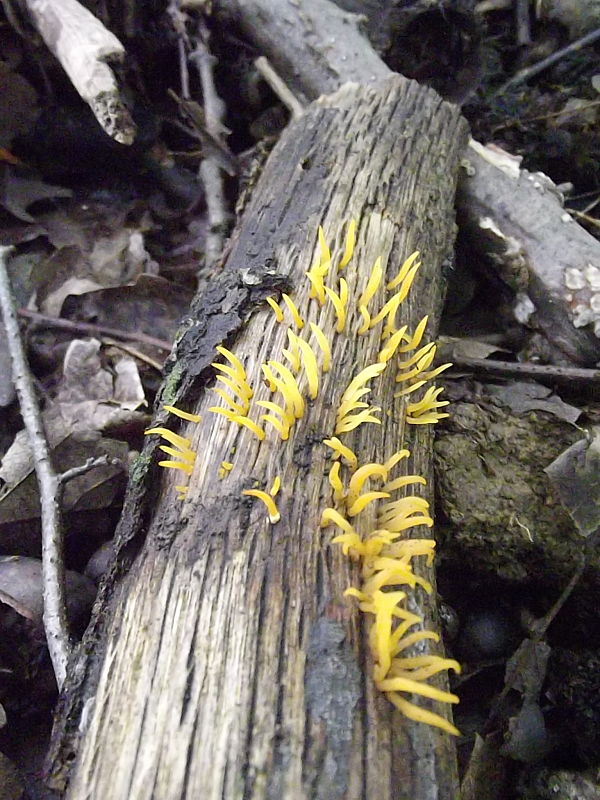 parôžkovec malý Calocera cornea (Fr.) Loud.